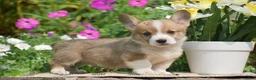 Welsh Corgi Pembroke dogs for sale: Cyrus - Ad 1