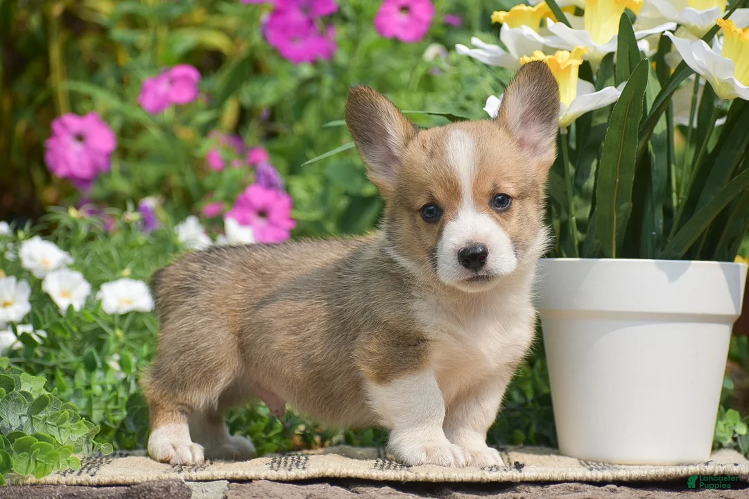 Welsh Corgi Pembroke dogs for sale: Cyrus - Ad 1