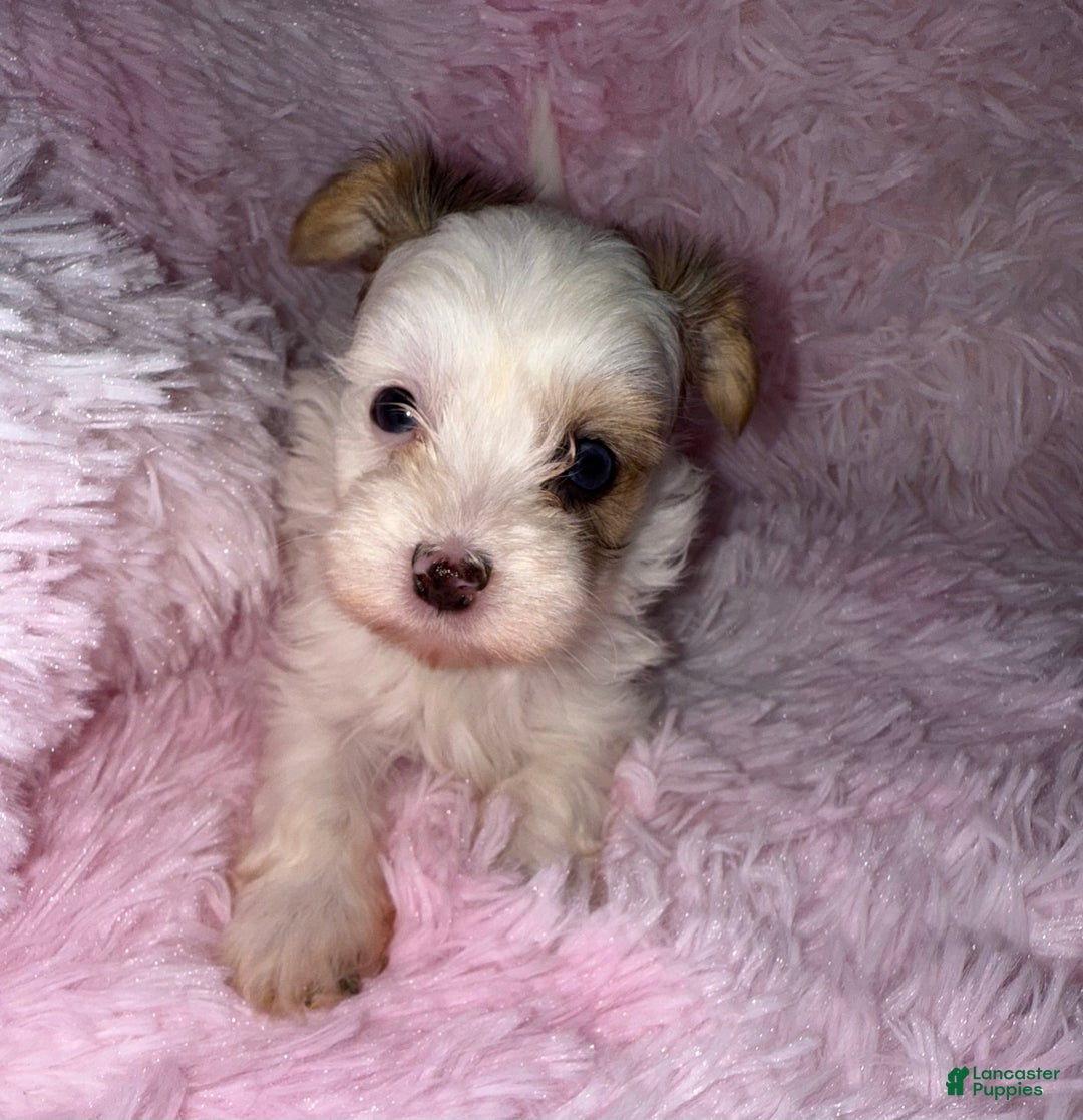 Yorkshire Terrier dogs for sale: Diamond  - Ad 5