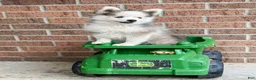 Pomsky dogs for sale: Rascal  - Ad 16