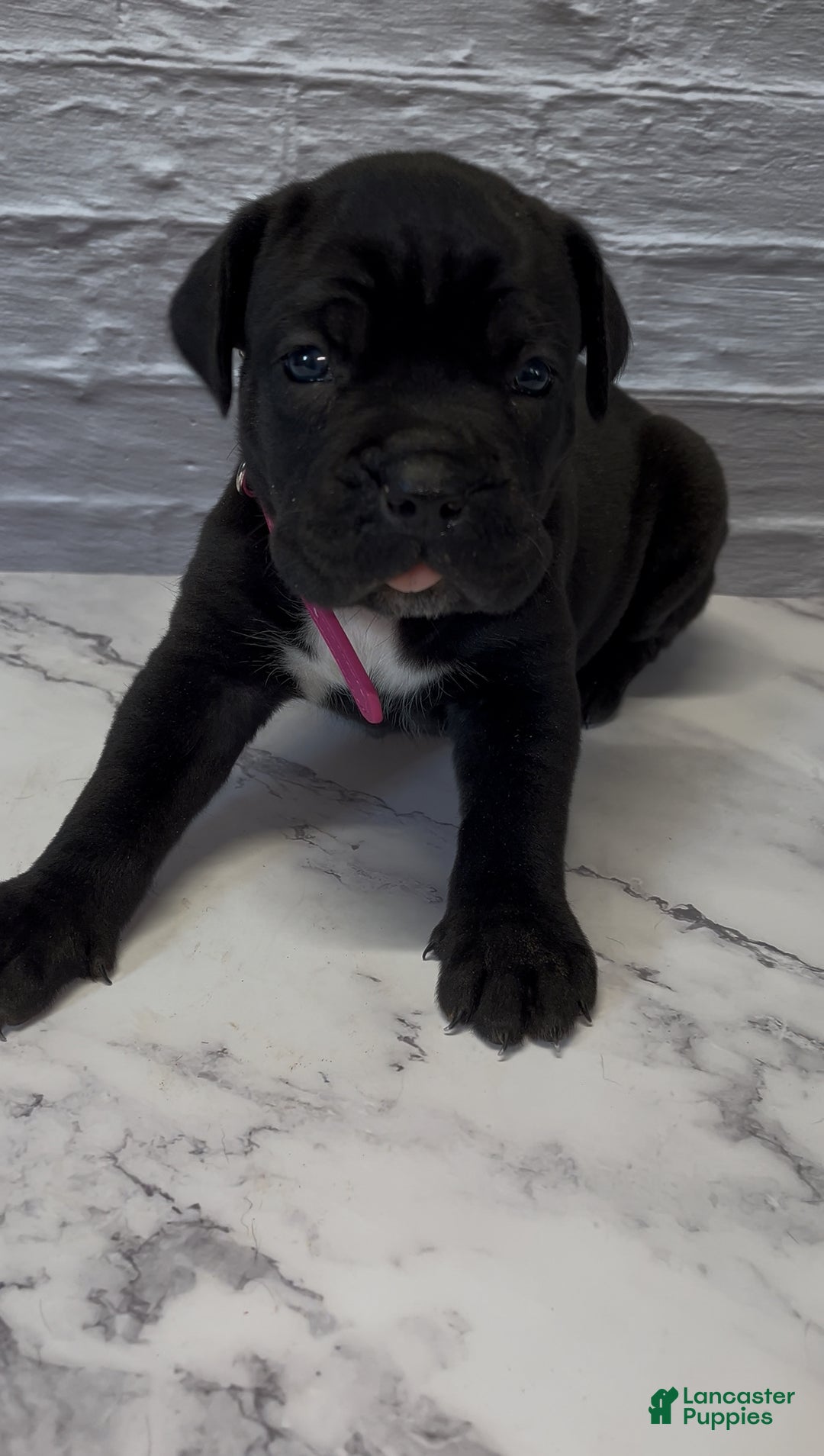 Cane Corso dogs for sale: AKC-Kimbra - Ad 2