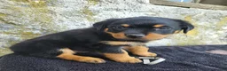 Rottweiler dogs for sale: Sally - Ad 2