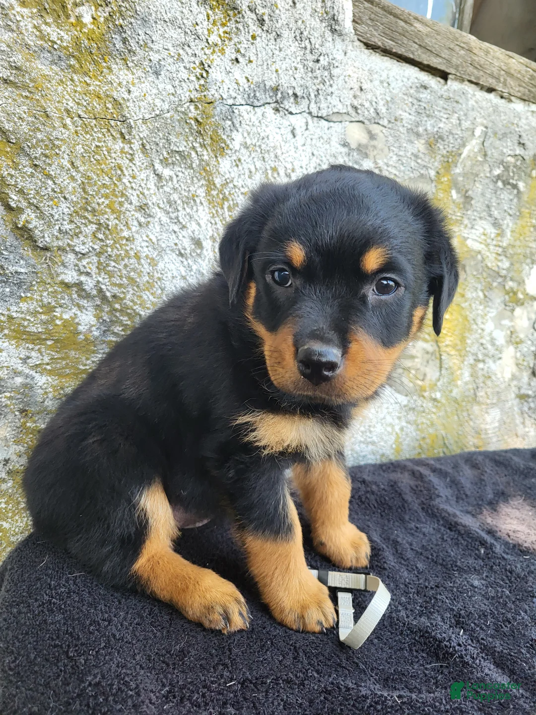 Rottweiler dogs for sale: Sally - Ad 2