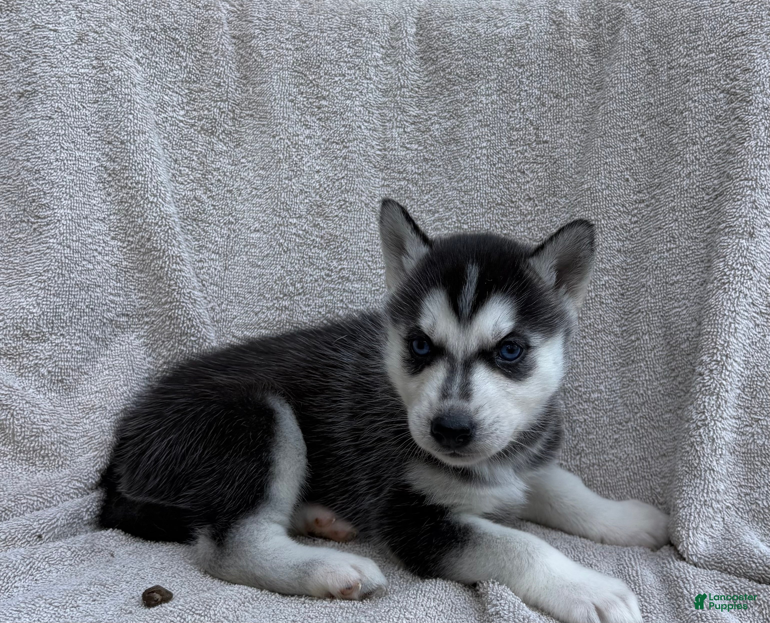 Siberian Husky dogs Kira - Ad 1