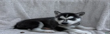 Kira