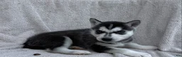 Siberian Husky dogs for sale: Kira - Ad 1