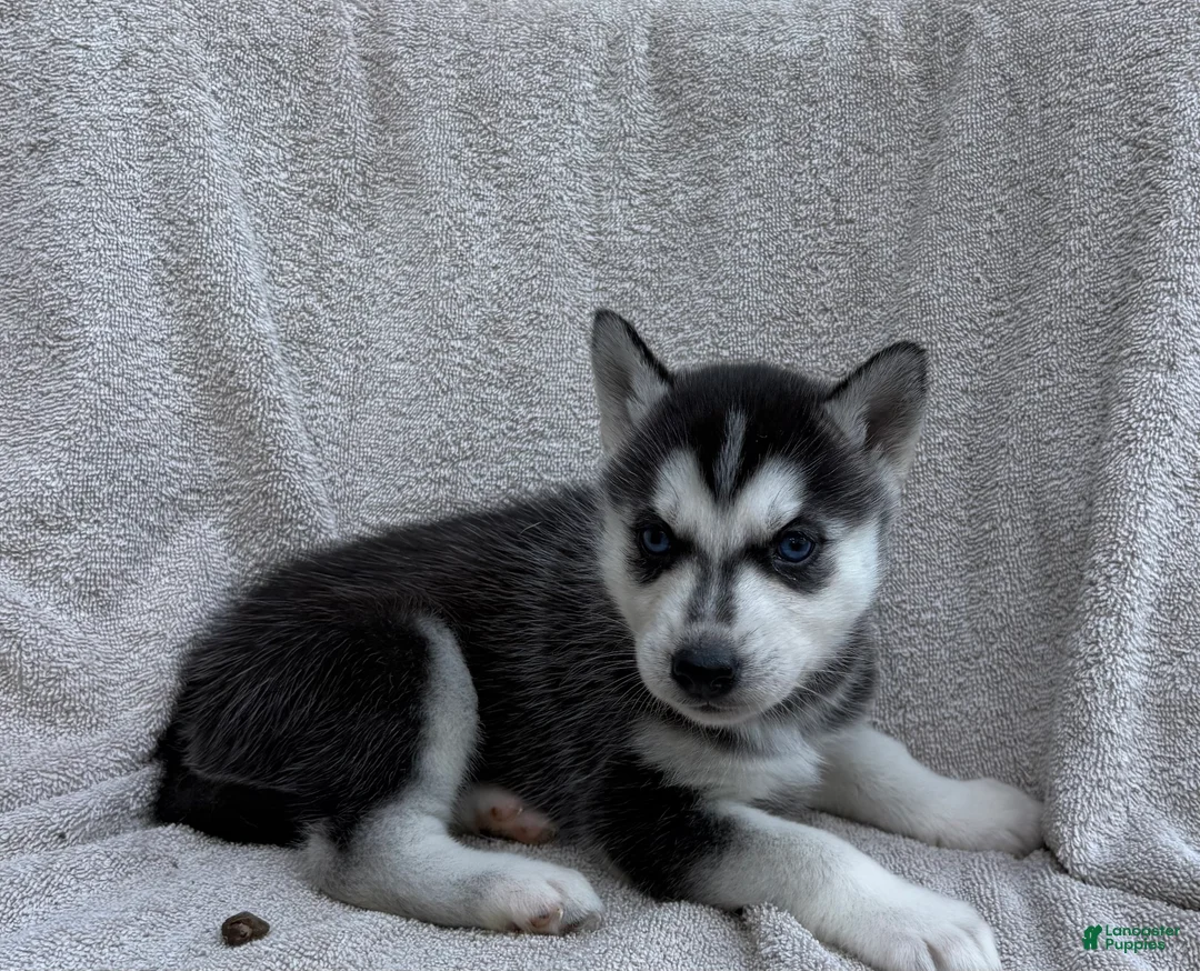 Siberian Husky dogs for sale: Kira - Ad 1
