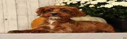 Cavapoo dogs for sale: Isaac - Ad 4