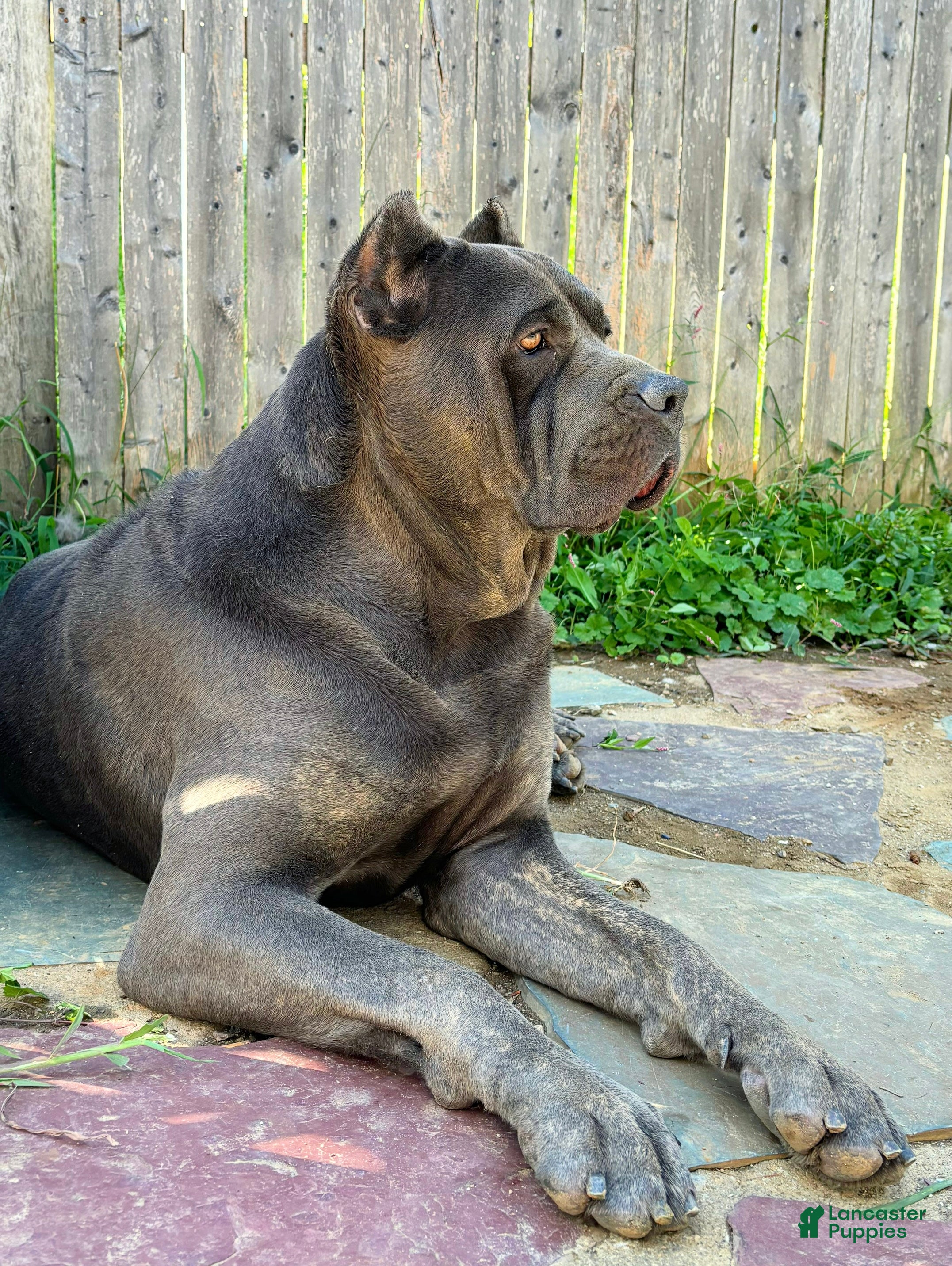 Cane Corso dogs Rowdy House  - Ad 3