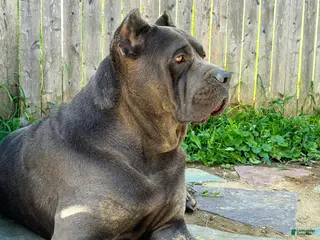 Cane Corso dogs Rowdy House - Ad 2