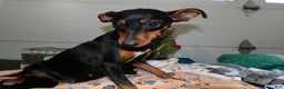 Miniature Pinscher dogs for sale: Miniature Pinscher Puppy 1 Twinkle - Ad 4