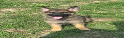 German Shepherd dogs for sale: German Shepherd 2 - Ad 4