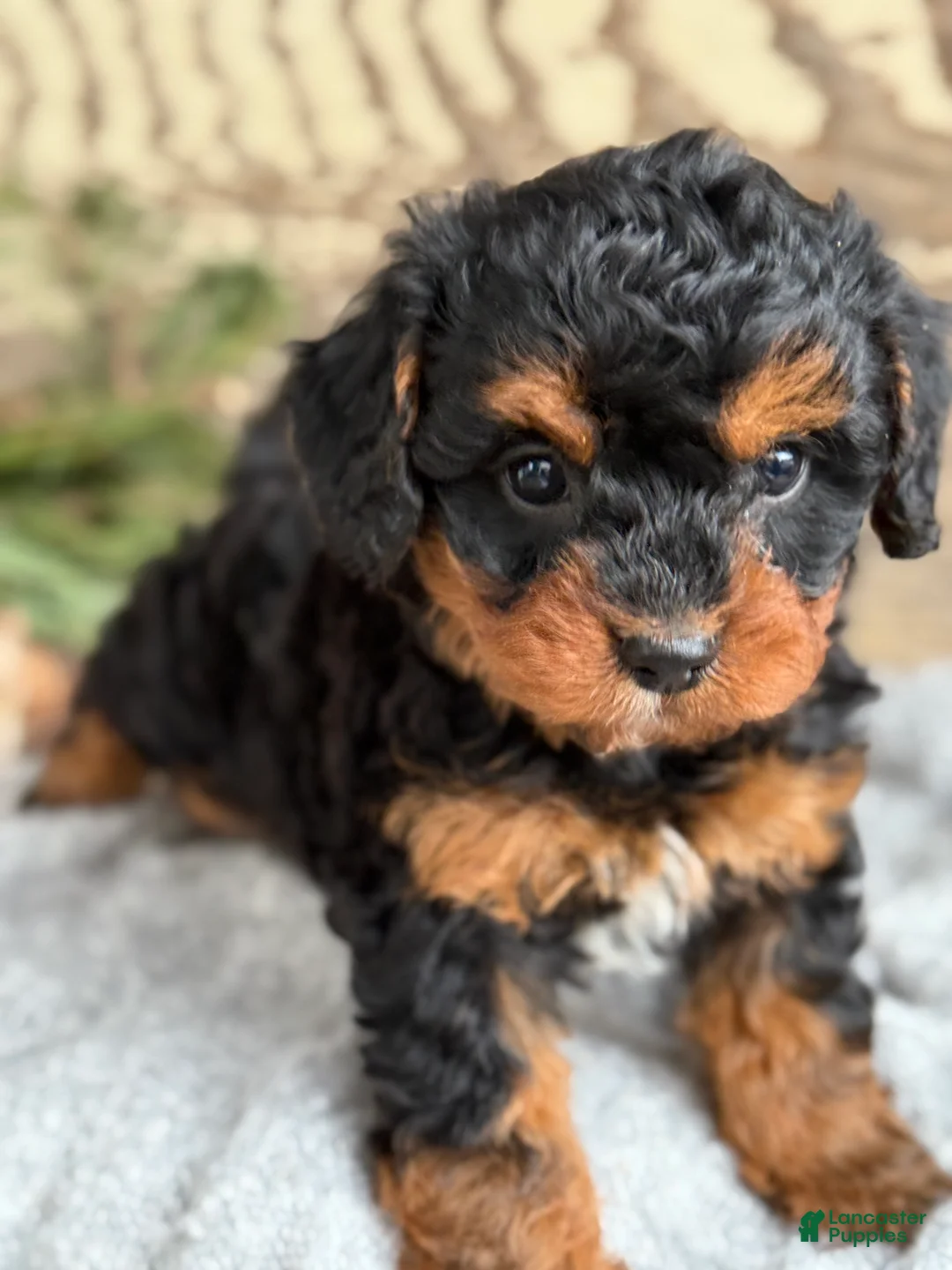 Mixed Breed dogs for sale: Barkley - Ad 16