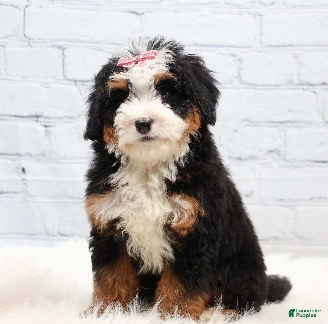 Mini Bernedoodle dogs for sale: Denver - Ad 1