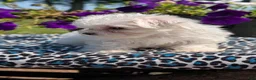 Maltese dogs for sale: Trixie - Ad 10