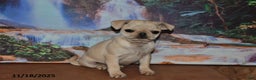 Pug dogs for sale: Rosie - Ad 3