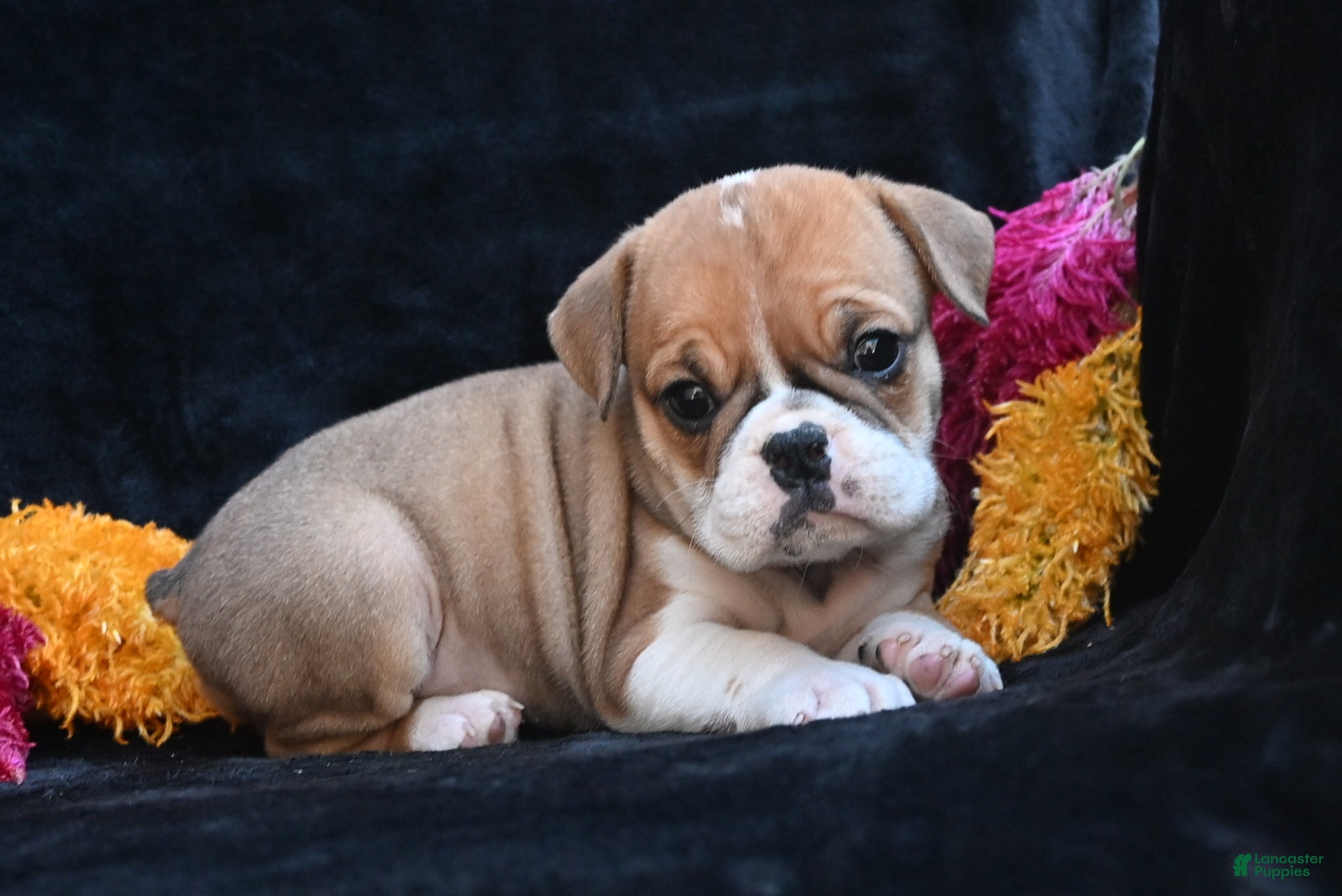 Mixed Breed dogs for sale: Macy - Ad 1