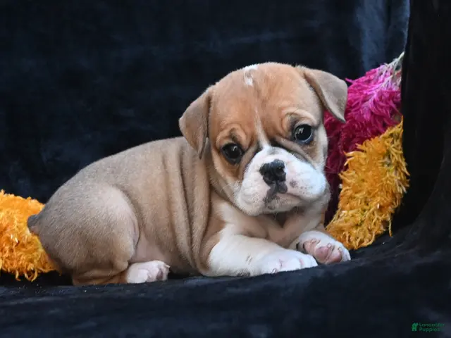Mixed Breed dogs for sale: Macy - Ad 1