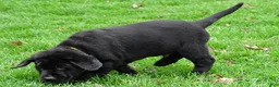 Labrador Retriever dogs for sale: Buster - Ad 4