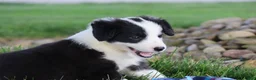 Border Collie dogs for sale: Lainey - Ad 5