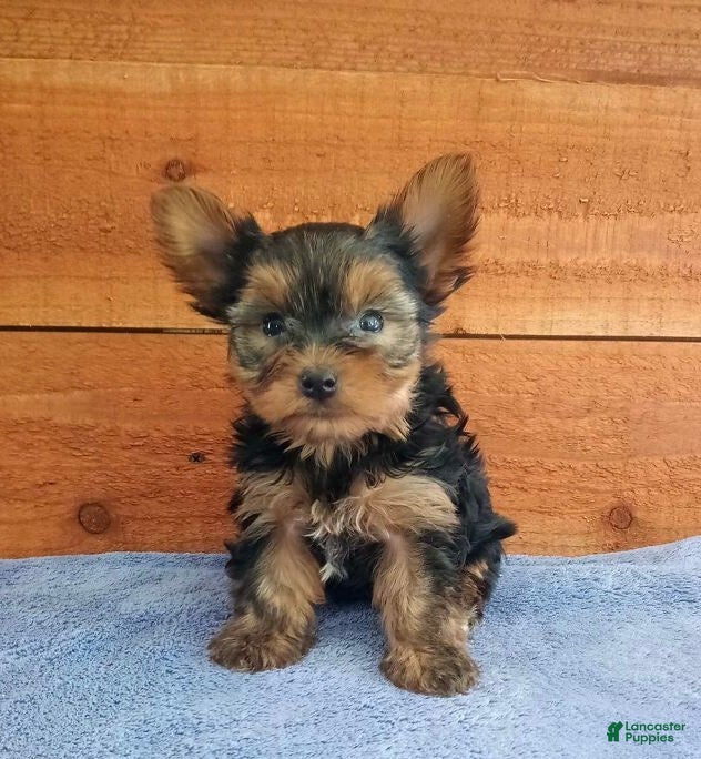 Yorkshire Terrier dogs Reese - Ad 1