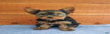 Reese