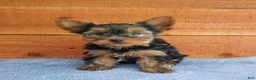 Yorkshire Terrier dogs for sale: Reese - Ad 1