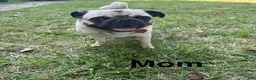 Pug dogs for sale: Orange Male - Ad 6