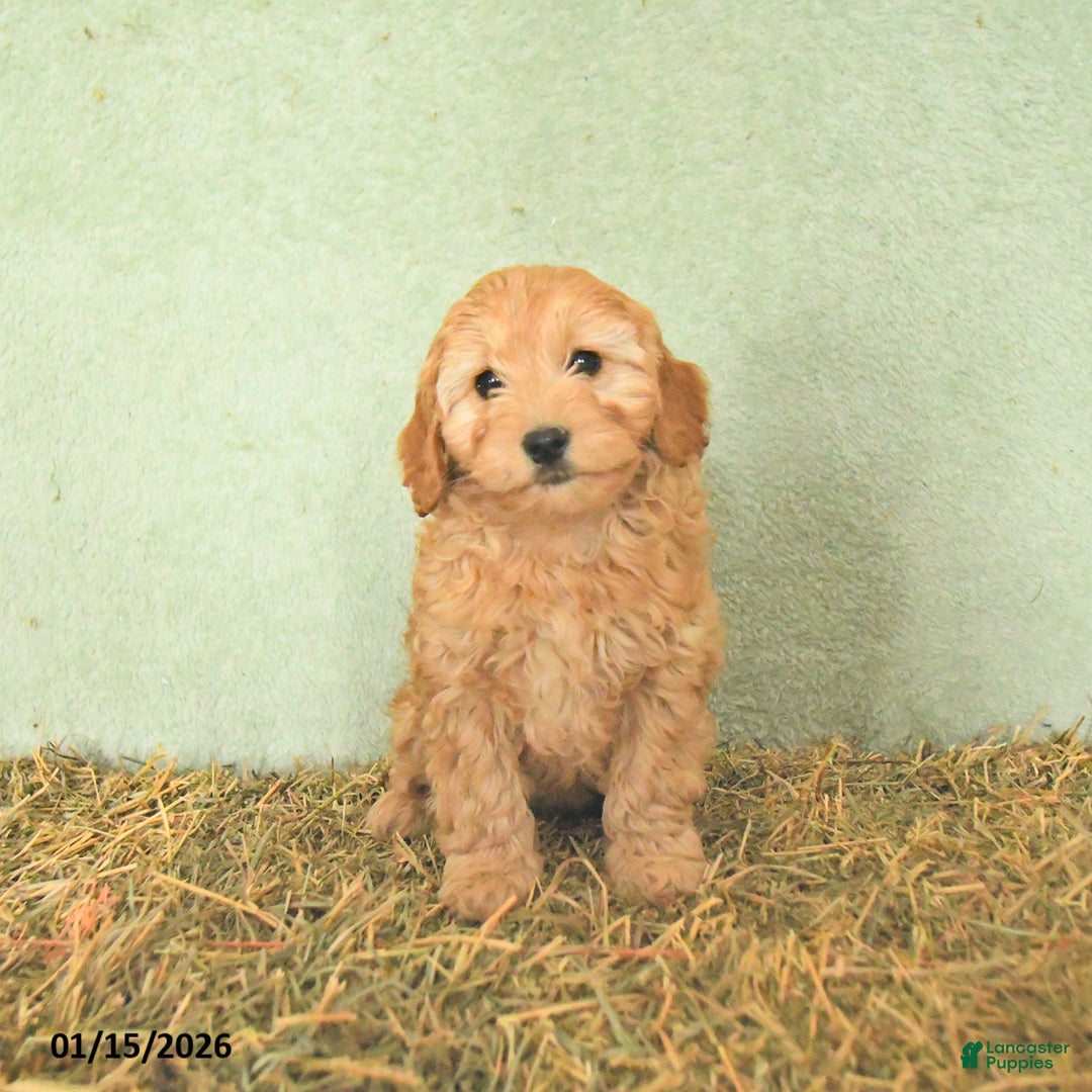 Mini Goldendoodle dogs for sale: Brooks  - Ad 5