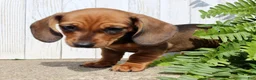 Miniature Dachshund dogs for sale: Laney - Ad 4