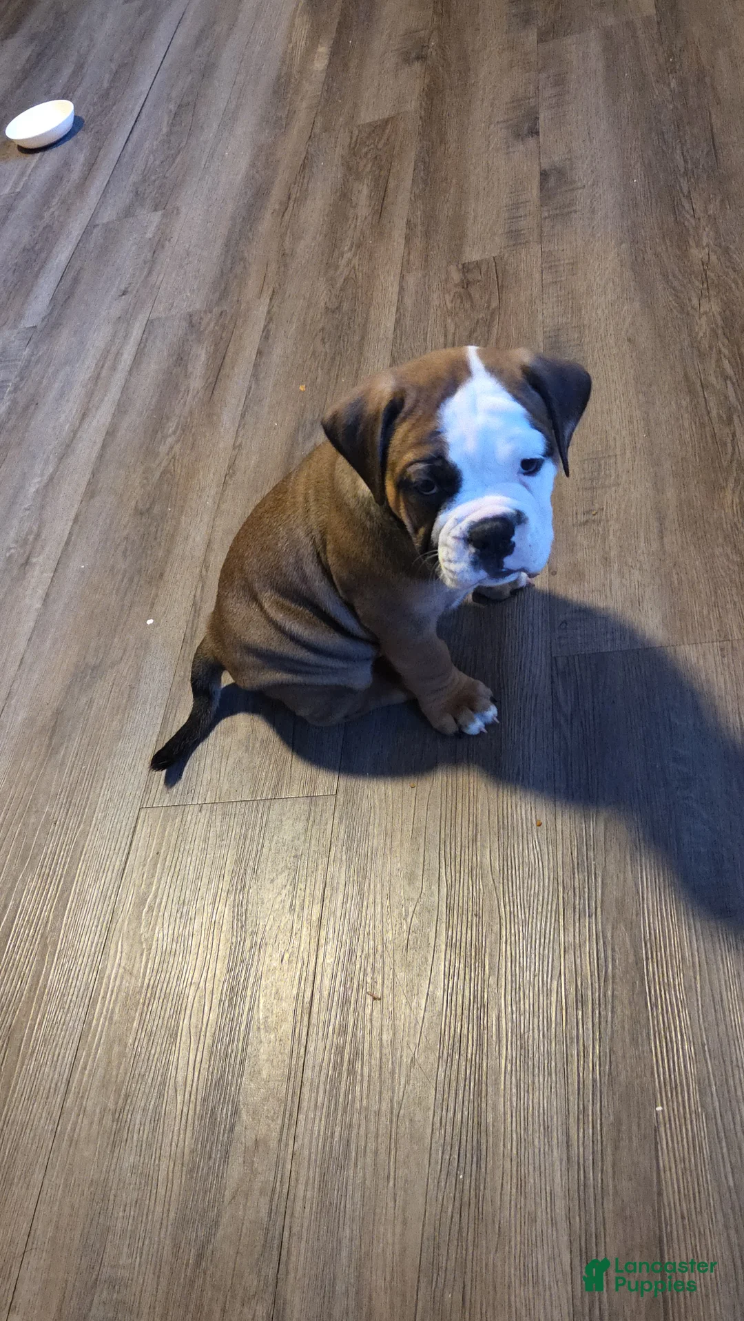 Mixed Breed dogs for sale: Finnley  - Ad 2