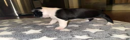 Boston Terrier dogs for sale: Boston Terrier 2 (Leia) - Ad 7
