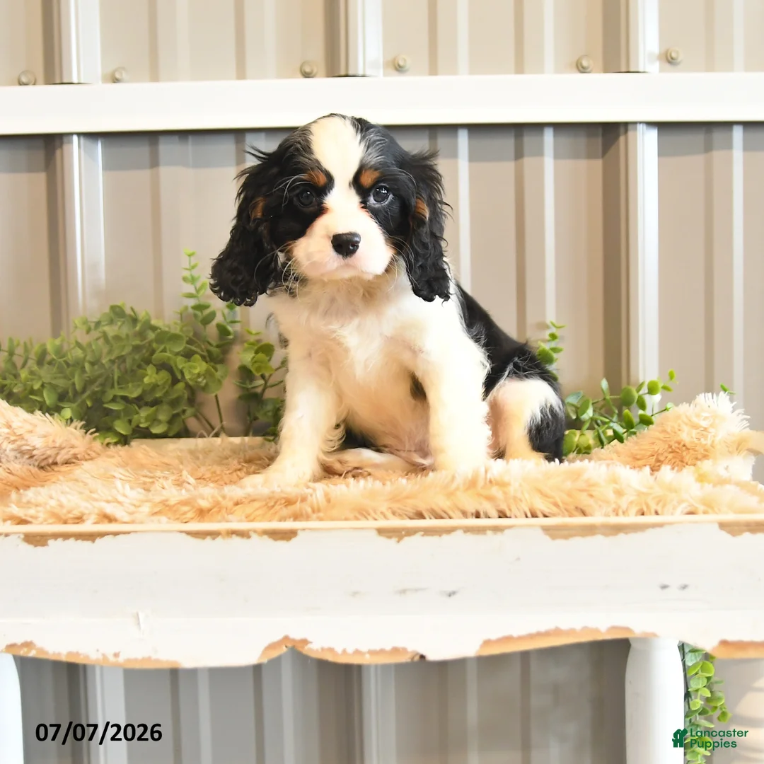 Cavalier King Charles Spaniel dogs for sale: Keller - Ad 1