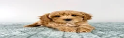 Cavapoo dogs for sale: Honey - Ad 2