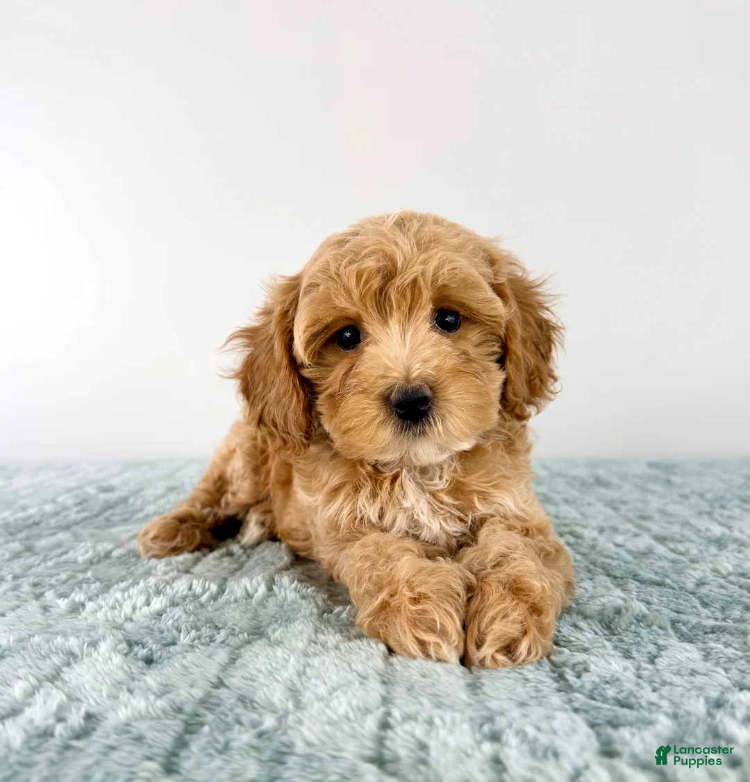 Cavapoo dogs for sale: Honey - Ad 2