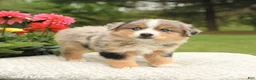 Miniature Australian Shepherd dogs for sale: Shiloh - Ad 2