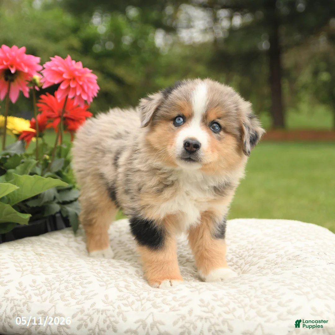 Miniature Australian Shepherd dogs for sale: Shiloh - Ad 2