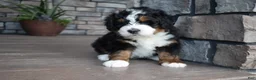 Mini Bernedoodle dogs for sale: Jett - Ad 12