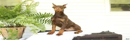 Doberman Pinscher dogs for sale: Tom - Ad 1