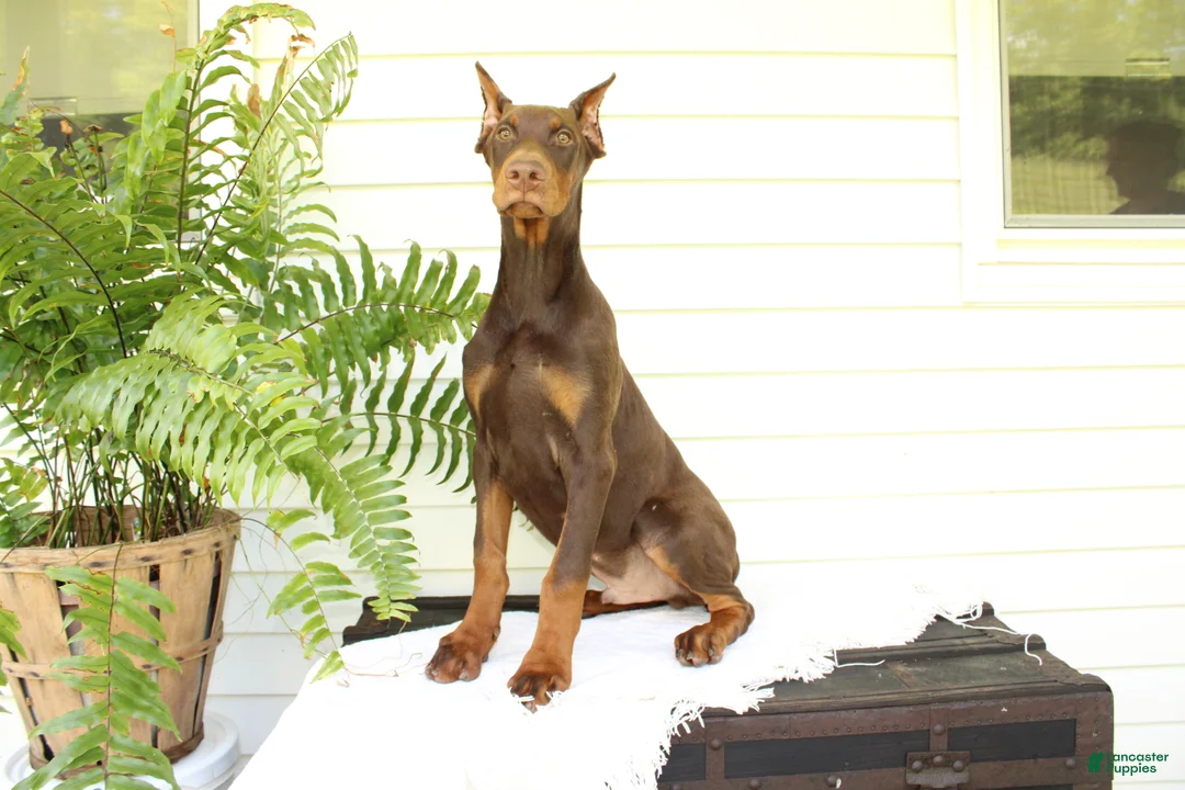 Doberman Pinscher dogs for sale: Tom - Ad 1
