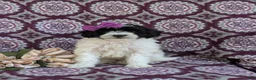 Havapoo dogs for sale: Shalene Hypoallergenic - Ad 2