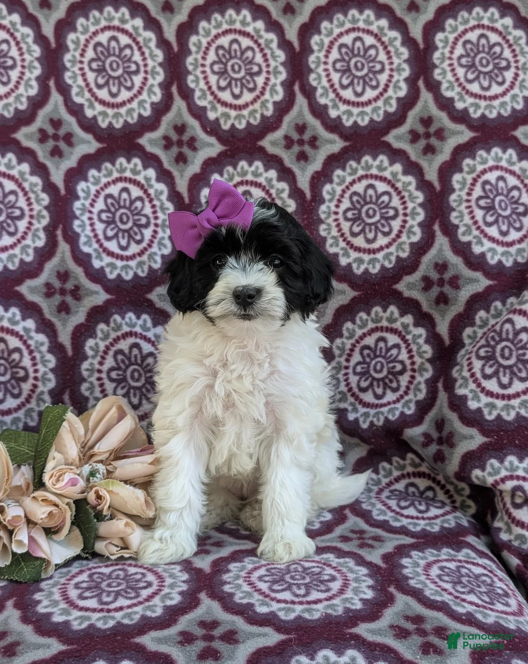 Havapoo dogs for sale: Shalene Hypoallergenic - Ad 2