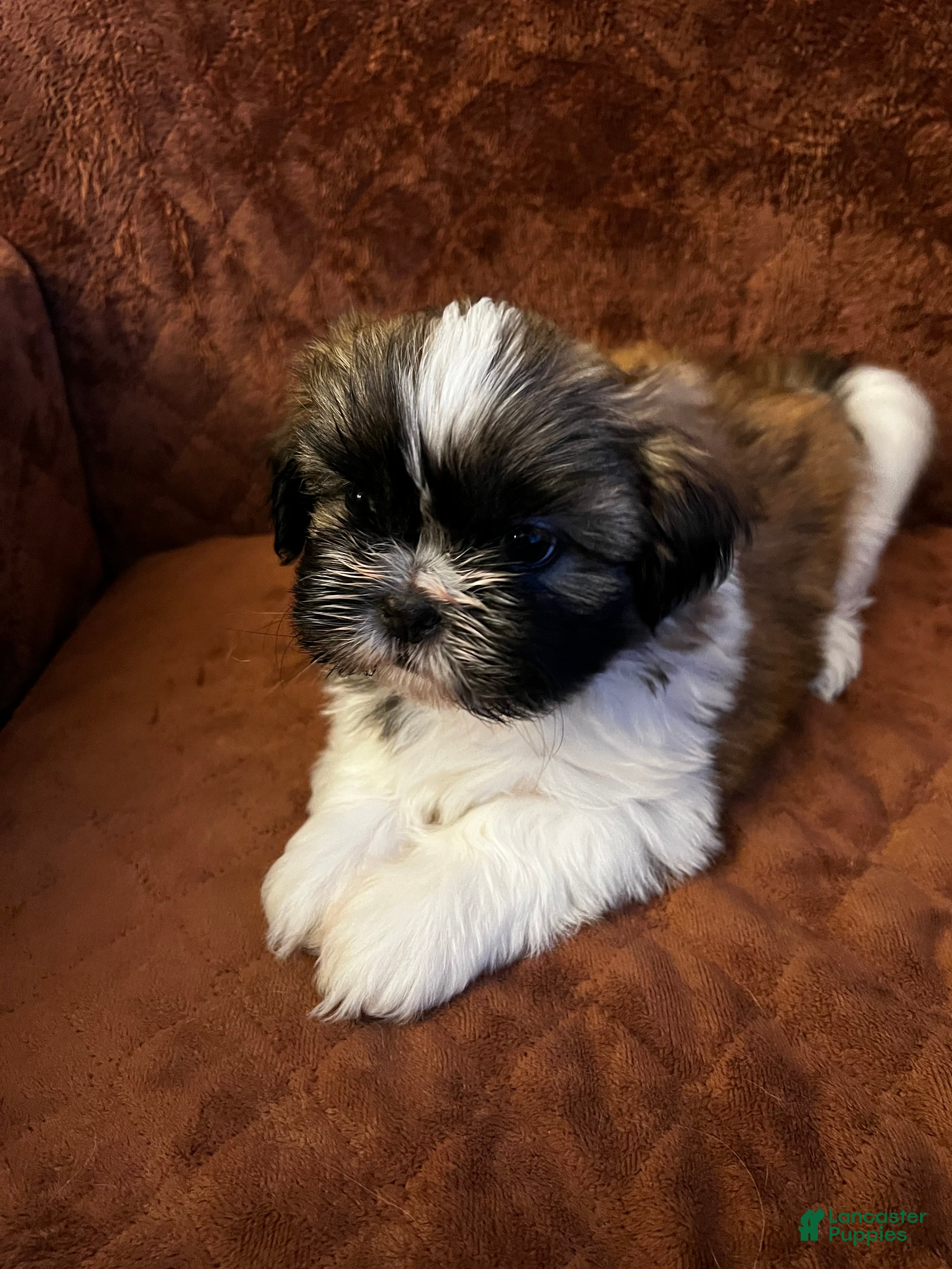 Shih Tzu dogs Rainy 🌧️ | Female - Price Negotiable - Ad 1