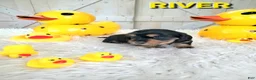 Miniature Dachshund dogs for sale: River - Ad 4