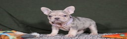 French Bulldog dogs for sale: Jayla - Ad 8