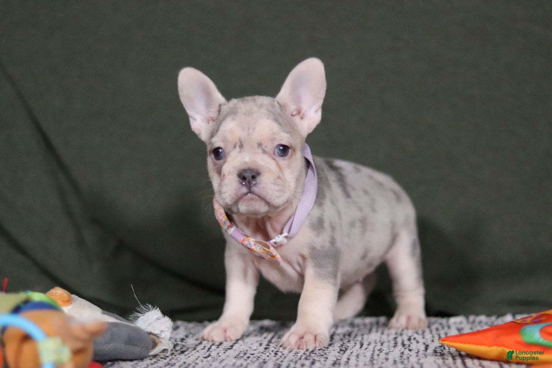 French Bulldog dogs for sale: Jayla - Ad 8