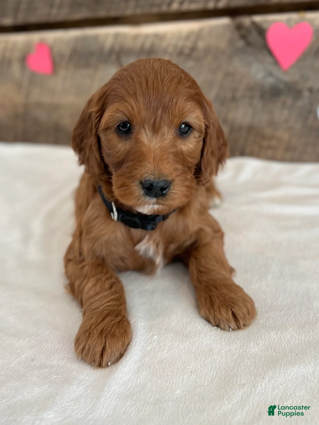 Irish Doodle dogs for sale: Jasmine - Ad 17