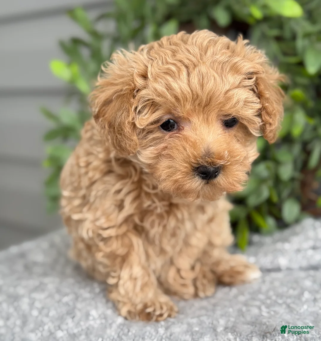 Maltipoo dogs for sale: Tillie - Ad 6