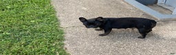 French Bulldog dogs for sale: French Bulldog Puppy 1 - Ad 7