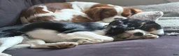 Cavalier King Charles Spaniel dogs for sale: princess - Ad 12